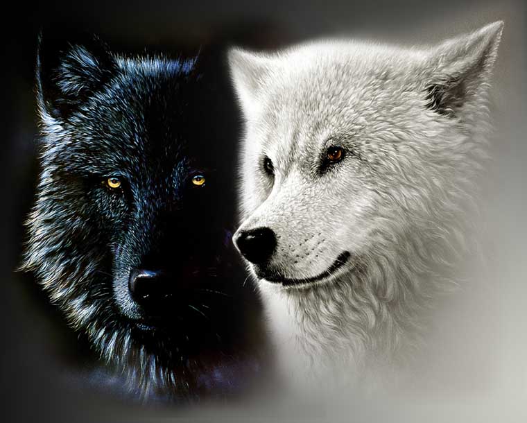 Black and White Wolves
