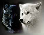 Bllack and White wolves