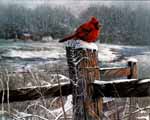 Cardinal on Fence Post